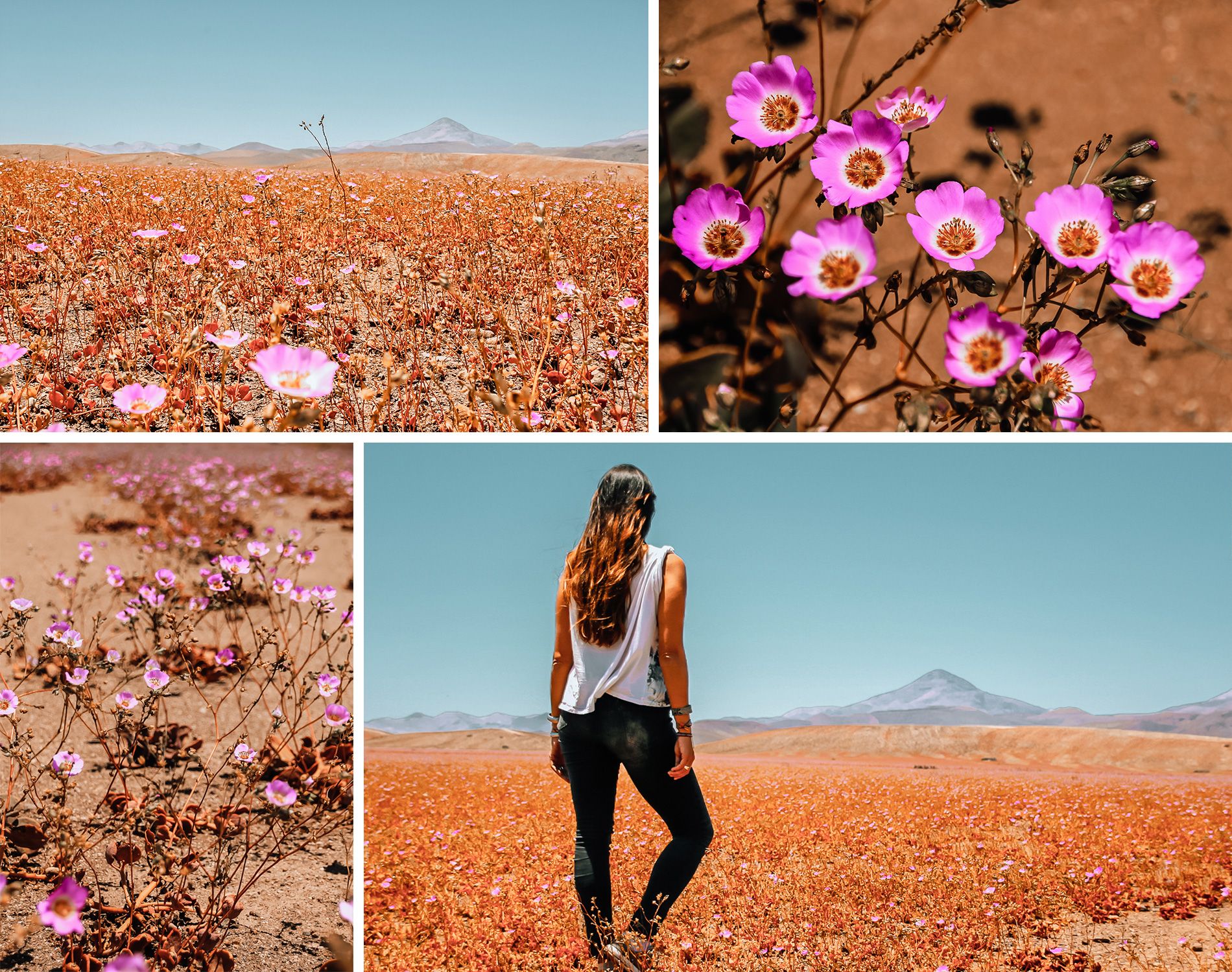 Le désert d'Atacama est en fleurs comme jamais depuis 20 ans