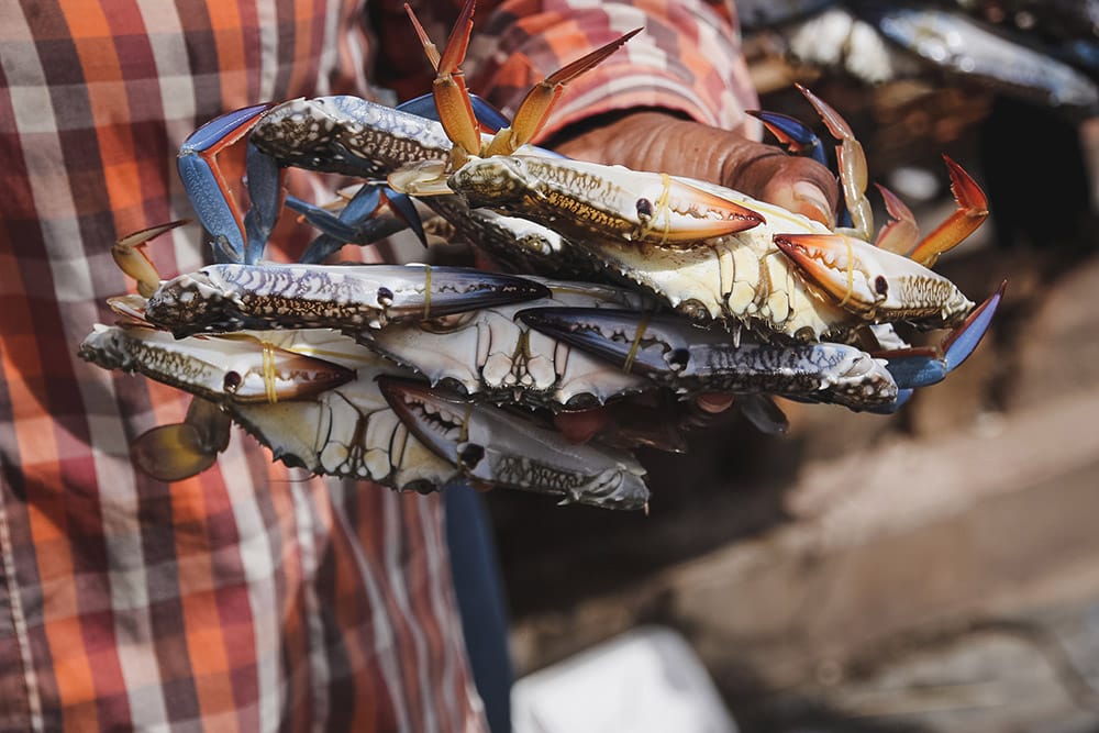 Cambodge | kep | marché aux crabes