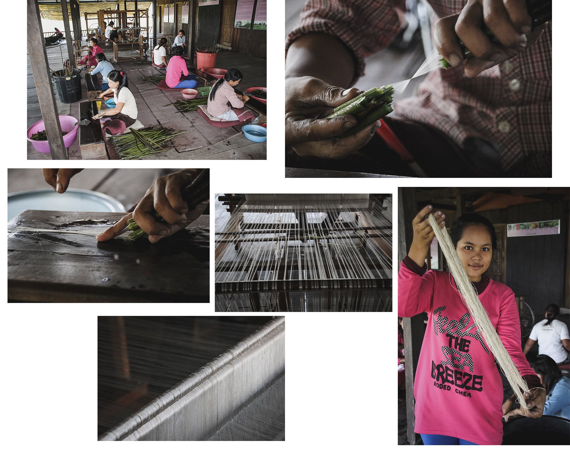 Cambodge | Siemp reap | ferme de lotus