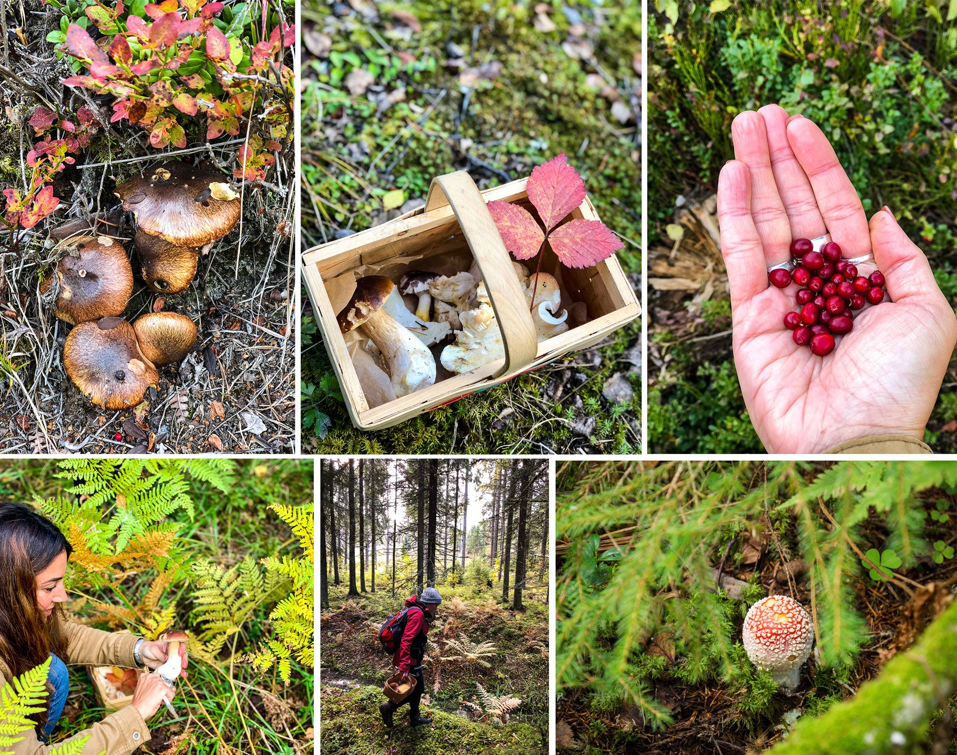 Finlande | automne | région grands lacs| champignons | baies