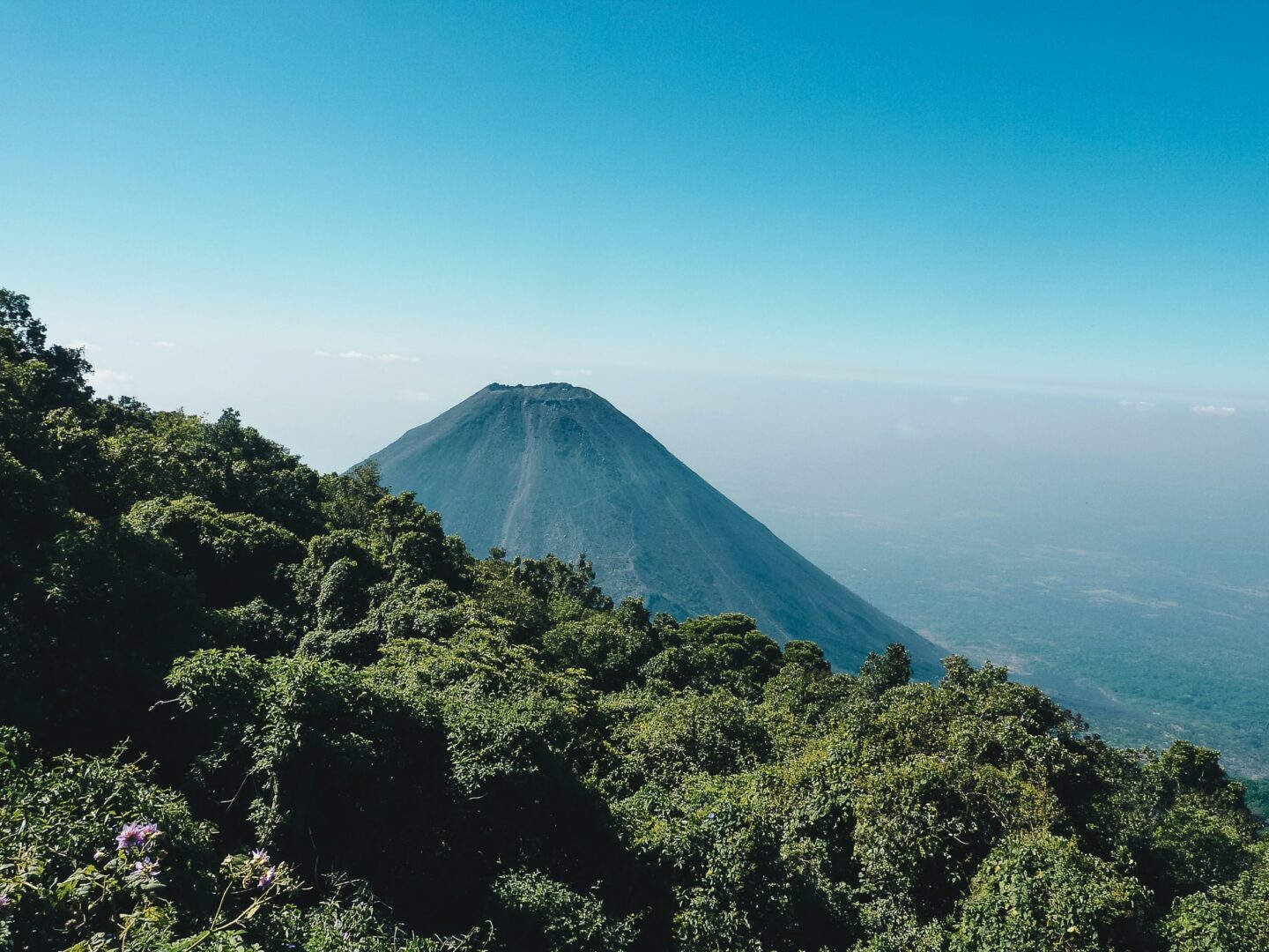 Autour du Volcan - L'Arbre à Café