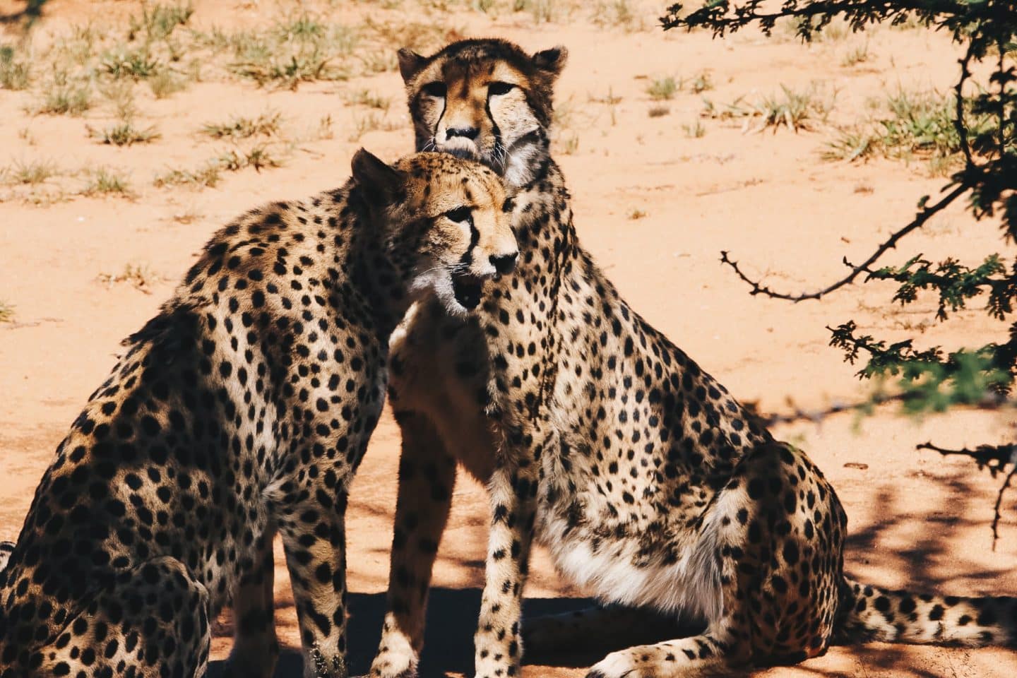 The amazing cheetah conservation center