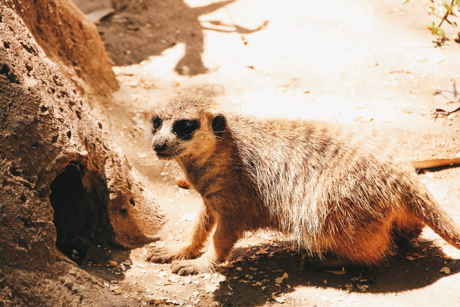 Oudtshoorn Les meilleures activités à faire Mademoiselle Voyage