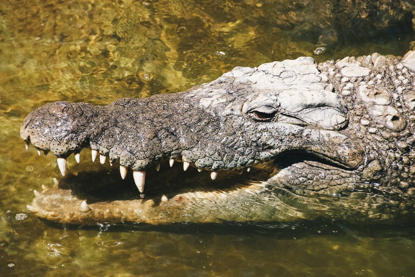 Oudtshoorn Les meilleures activités à faire Mademoiselle Voyage