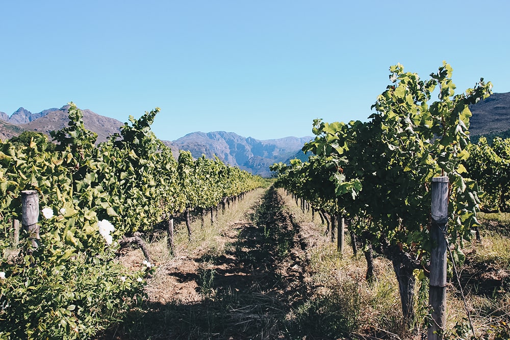 Drive along the wine route from Franschhoek to Stellenbosch