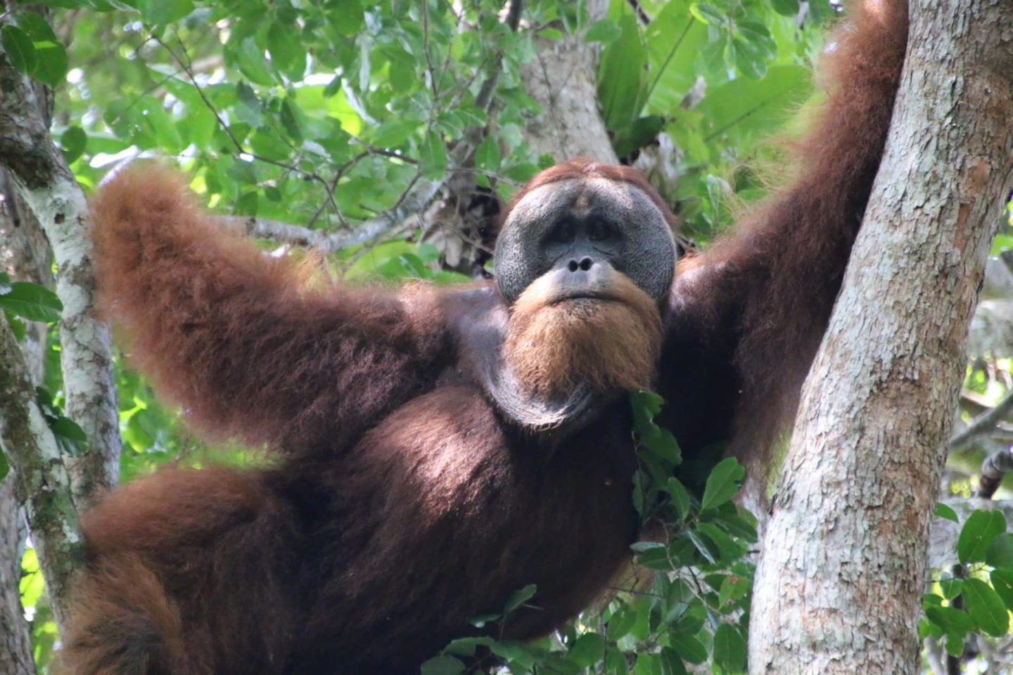 2 jours à la rencontre des Orangs Outans de Sumatra