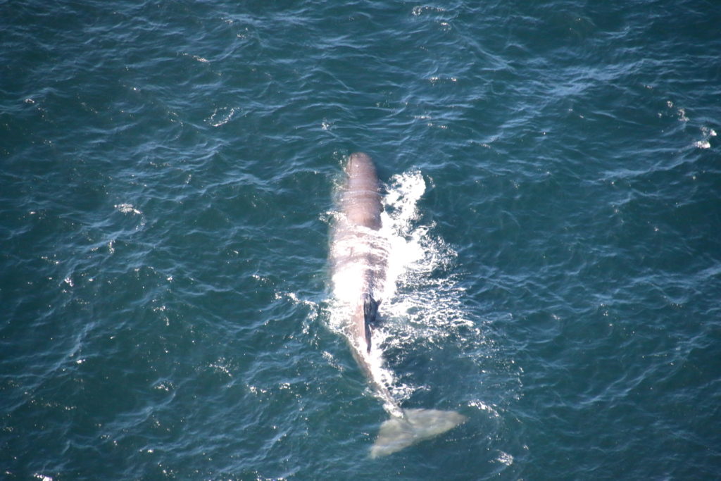 Kaikoura: nagez avec des dauphins sauvages et survolez les cachalots