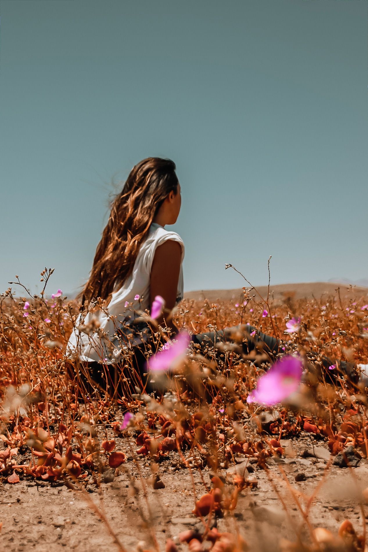 Le désert d'Atacama est en fleurs comme jamais depuis 20 ans