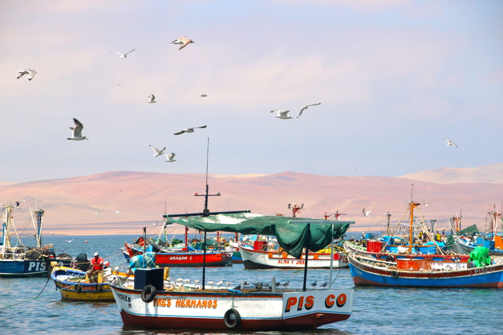 Paracas, 2 activités pour découvrir la réserve de Ballestas