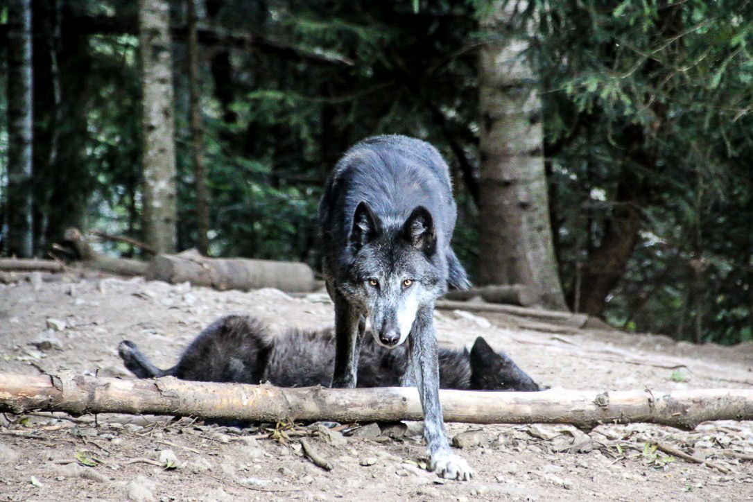 My unforgettable encounter with the Mercantour wolves