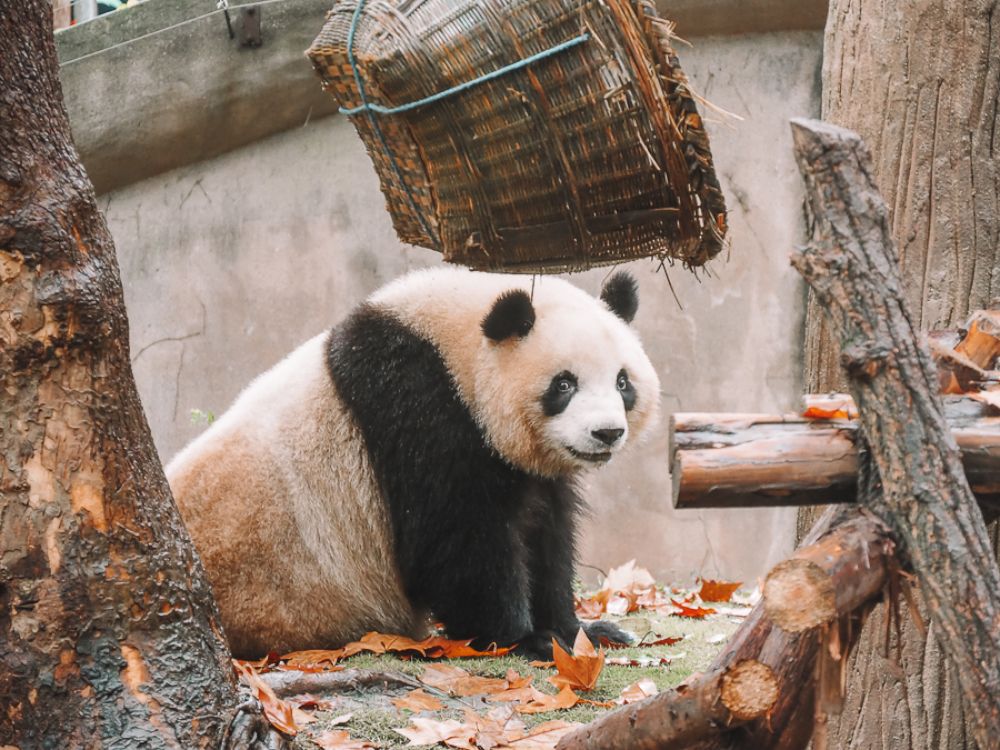 Pandi Panda, ce gros ourson de Chine: faut-il aller le voir à Chengdu ?