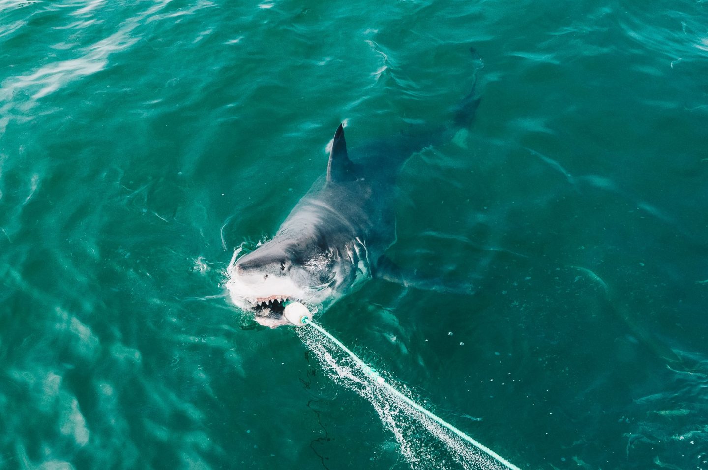 Gansbaai | How would you like to dive with the great white shark?