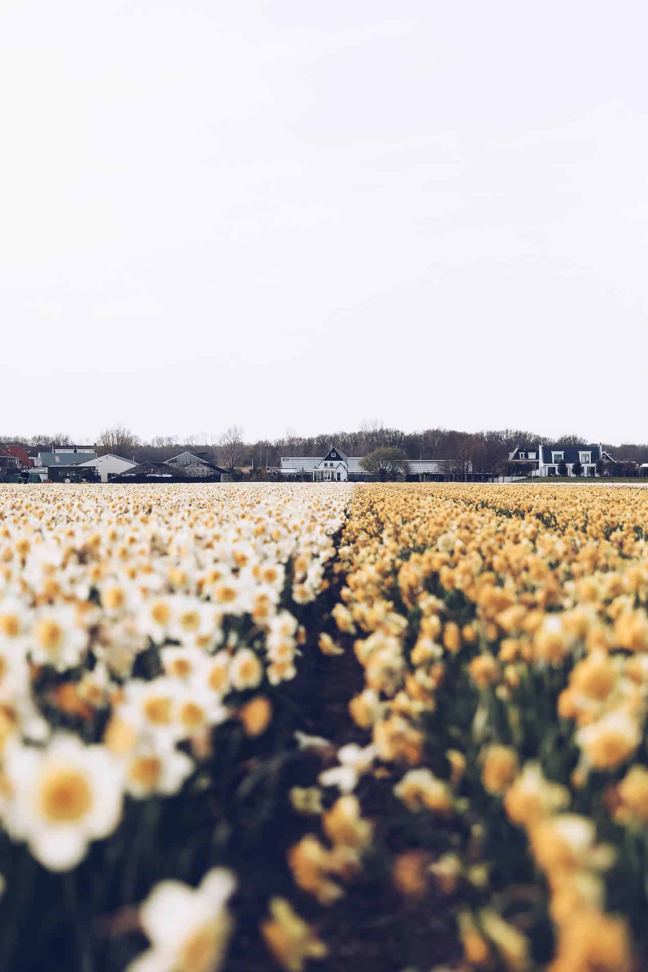 Where to see tulip fields in Holland